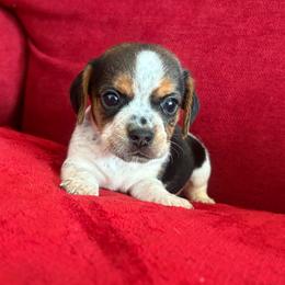 Pocket Beagle Hannah - Black tan and white female Beagle puppy in Gentry, Arkansas from HC Puppy Ranch