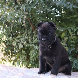 Gray collar - Black male Cane Corso puppy in Caliente, California from Rafter Cross 7