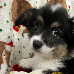 Hazel Grace - Pembroke Welsh Corgi puppy from Triple T Corgis