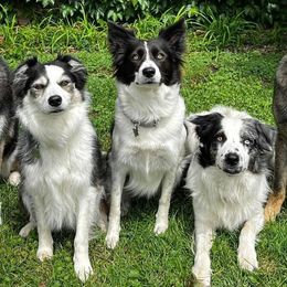 Border Collies from Botanical Border Collies