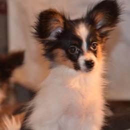 Papillon Puppies from Pawsitively Divine Papillons