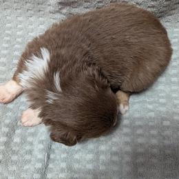 Boy 2 - Red tri male Miniature Australian Shepherd puppy in St. Louis, Missouri from Spotted Rump Ranch