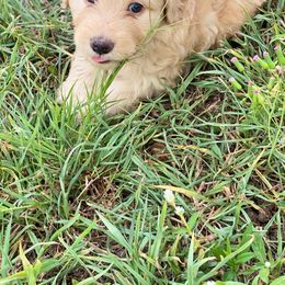 Boy 2 - Goldendoodle puppy in Bradenton, Florida from Doodle Acres