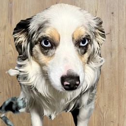 Dally - Miniature Australian Shepherd