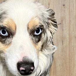 Dally - Miniature Australian Shepherd
