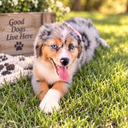 Coral - Blue merle female Miniature Australian Shepherd puppy in 32046, Florida from River Hill Ranch