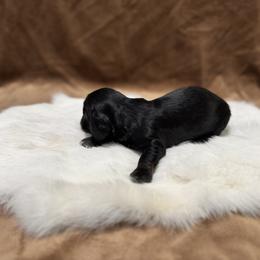 Dachshund Puppies from Magnolia Grace Kennels