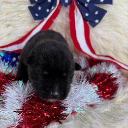 Rattlesnake - Black male Siberian Husky puppy in Folsom, Louisiana from Geaux Fluffy
