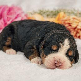 Chex - Tri-color male Bernedoodle puppy in Erie, Colorado from Hampton Bernese Mountain Dogs