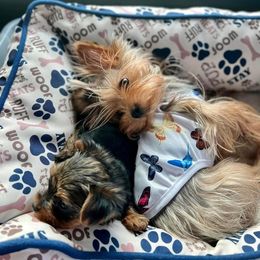 Yulee - Yorkshire Terrier