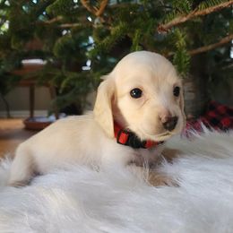 Red Girl - Feta - Cream female Dachshund puppy in Madison, Wisconsin from CC's Dachshunds
