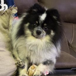 Zero - Pomeranian
