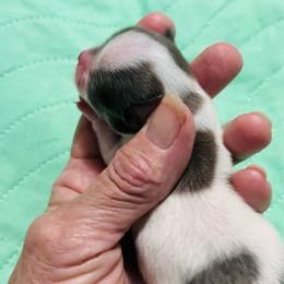 Queen is - Blue and white female Chihuahua puppy in Windsor, South Carolina from Gemstone Chihuahuas