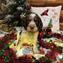 RB1 - Tri-Roan male English Springer Spaniel puppy in Britton, South Dakota from K&S Canines