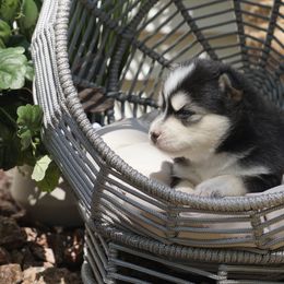 Pomsky Puppies from Arctic Star Pomskies