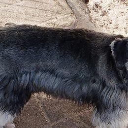 Miniature Schnauzers from Sultan's Schnauzers