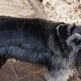 Miniature Schnauzers from Sultan's Schnauzers
