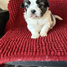Juni - Black white and silver female Shih Tzu puppy in Atoka, Oklahoma from Boggy Depot Cavaliers & Friends