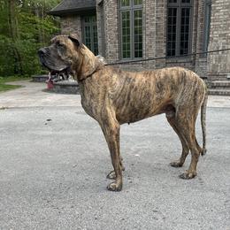 Tank - Great Dane