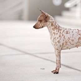 American Hairless Terriers from Prisonbreak