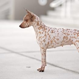 American Hairless Terriers from Prisonbreak
