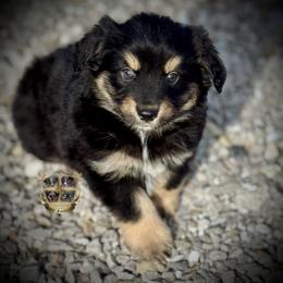 Texas - male Miniature Australian Shepherd puppy in El Dorado Springs, Missouri from HP Aussie Kennels