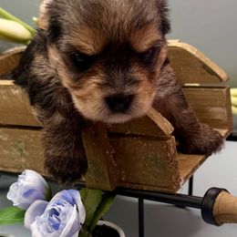 Sammy (blue band) - Black and tan male Yorkshire Terrier puppy in Tangipahoa County, Louisiana from Riche’ Louisiana Yorkies