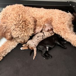 Bernedoodle, Cockapoo, and Goldendoodle Puppies from Avery Doodle Day LLC