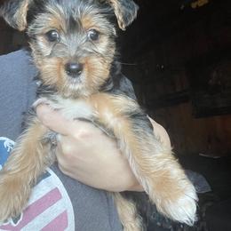Yorkshire Terrier Puppies from Sierra Nevada Yorkies