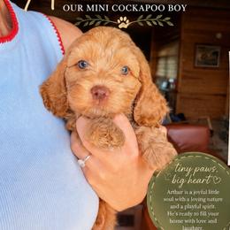 Arthur - Red male Cockapoo puppy in Millville, California from Hope Lane Kennels