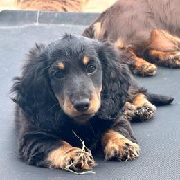 Farron - Cream male Dachshund puppy in Exeter, California from Sawtooth Miniature Dachshunds