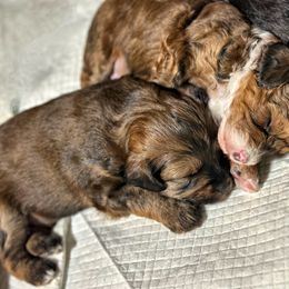 Aussiedoodle Puppies from Paisleys Doodles AK