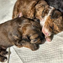 Aussiedoodle Puppies from Paisleys Doodles AK