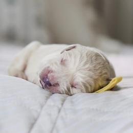 Mr. Yellow Collar - Light golden male Golden Retriever puppy in Troy, Alabama from Southland Goldens