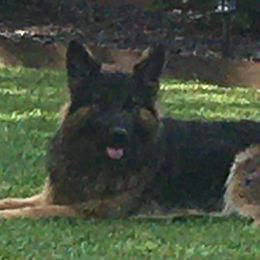 Heidi - German Shepherd