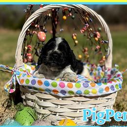Pigpen - Black and white male Cocker Spaniel puppy in Clinton, Oklahoma from Enchanted Spaniels