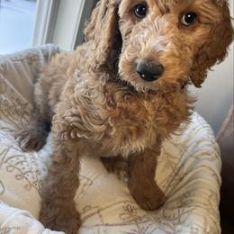 Eggnog - Cream female Goldendoodle puppy in Clarksville, Tennessee from Golden Pine Designer Doodles