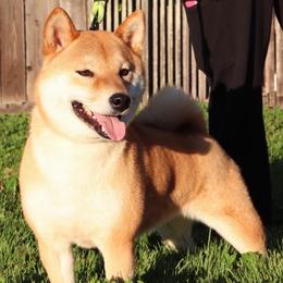 Mika - Shiba Inu