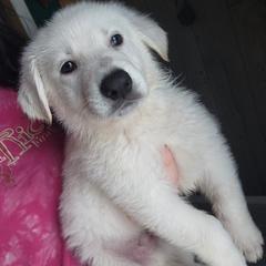 Berger Blanc Suisses and German Shepherds from Shephards Farm