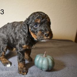 Phantom Boy - Phantom male Goldendoodle puppy in Colorado Springs, Colorado from Pikes Peak Doodles