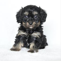 Girl 1 - Black and tan female Cavapoo puppy in Lawton, Oklahoma from Lindsey’s Cavies