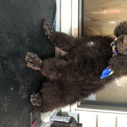 Poodle Puppies from Tails Up Standard Poodles