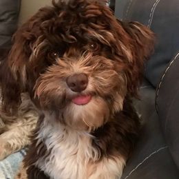 Havanese from Premier Havanese Dogs