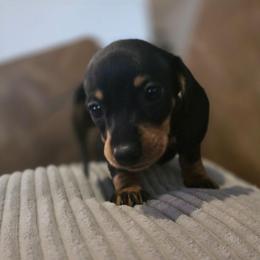 Leia AKC - Black and tan female Dachshund puppy in Arizona from Tps Teeny Weins