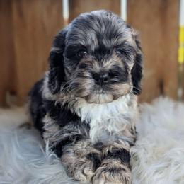 Everet - Merle male Cockapoo puppy in Salt Lake City, Utah from Utah Cocker Spaniels