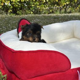 Ruby 1.11 pounds - Black and gold female Yorkshire Terrier puppy in North Naples, Florida from Moon Ranch Puppies