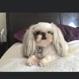 Shih Tzu Puppies from Willow Lane Shih Tzus