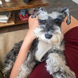 Athena - Miniature Schnauzer