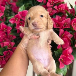 Daisy - Red female Dachshund puppy in Harold, Kentucky from Taylors Tiny Tails