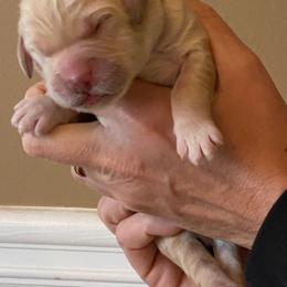 "Wasabi, born 2/6/2020" Goldendoodle, Golden Retriever, and Sheepadoodle Puppies from Guppy Puppies